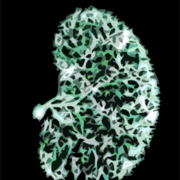 simplified renal vasculature artistic