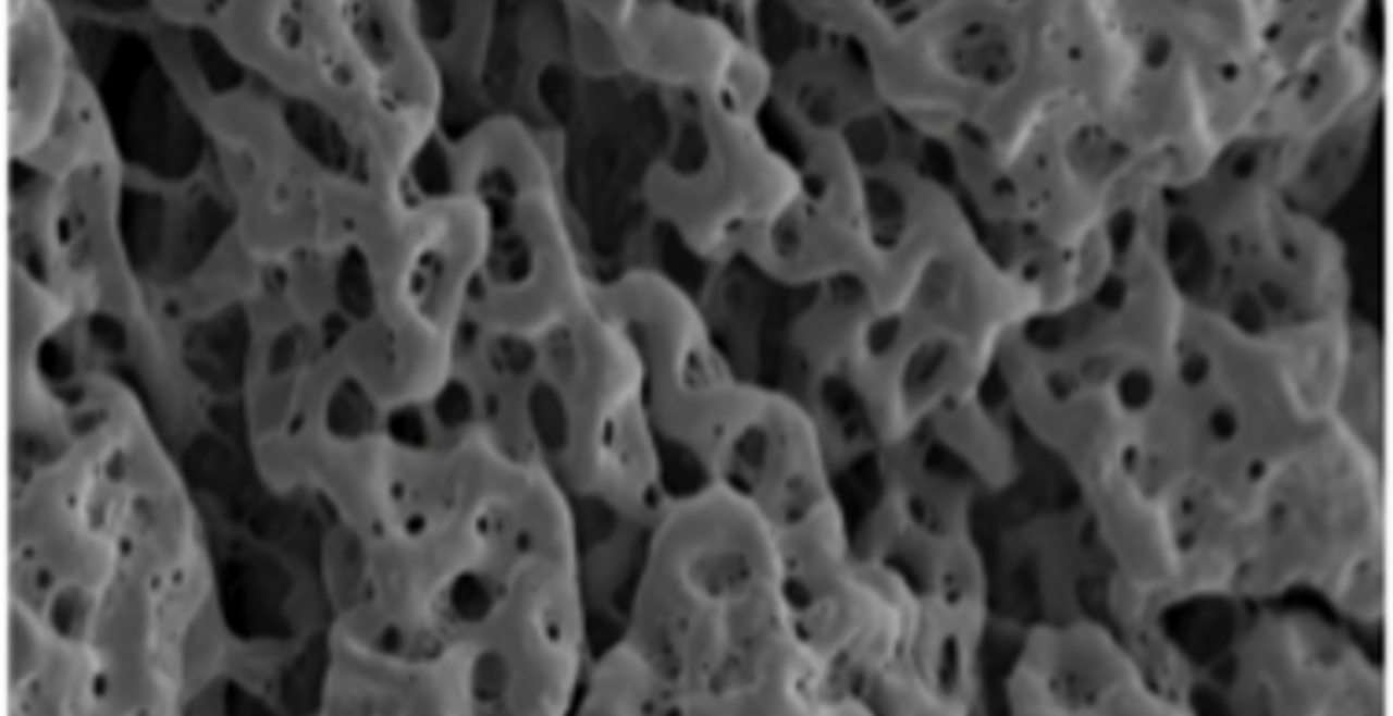 ElutiGlass PLGA wafer 5 weeks after implantation, showing degradation.