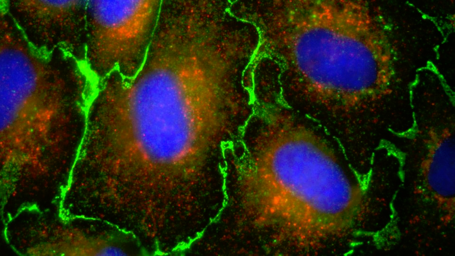 Cultured Endothelial Cells