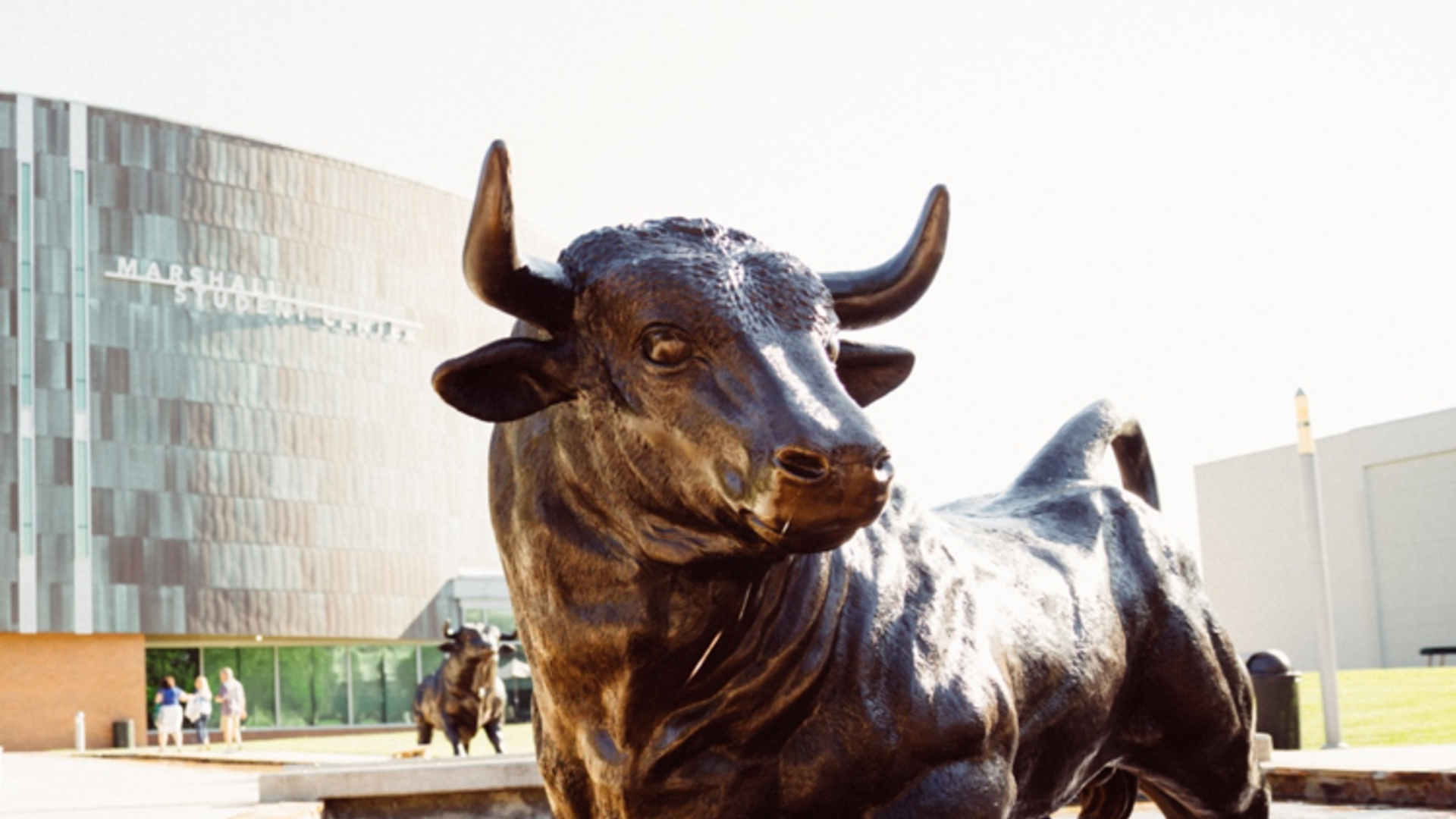 USF bull statue