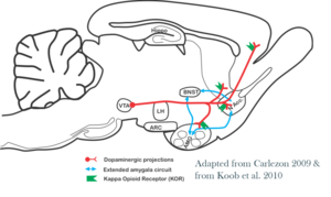 Mesolimbic DA circuit