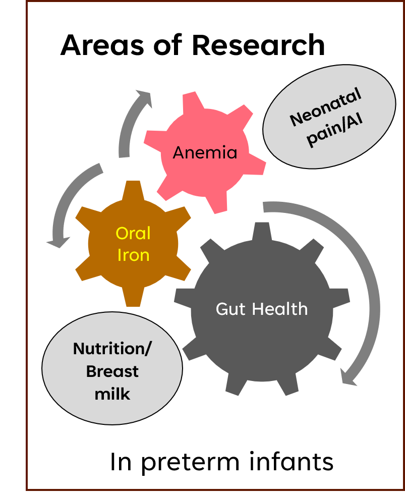 Diagram of anemia, oral iron, and gut health as areas of research