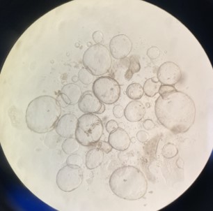 In-vitro fetal enteroids under a microscope