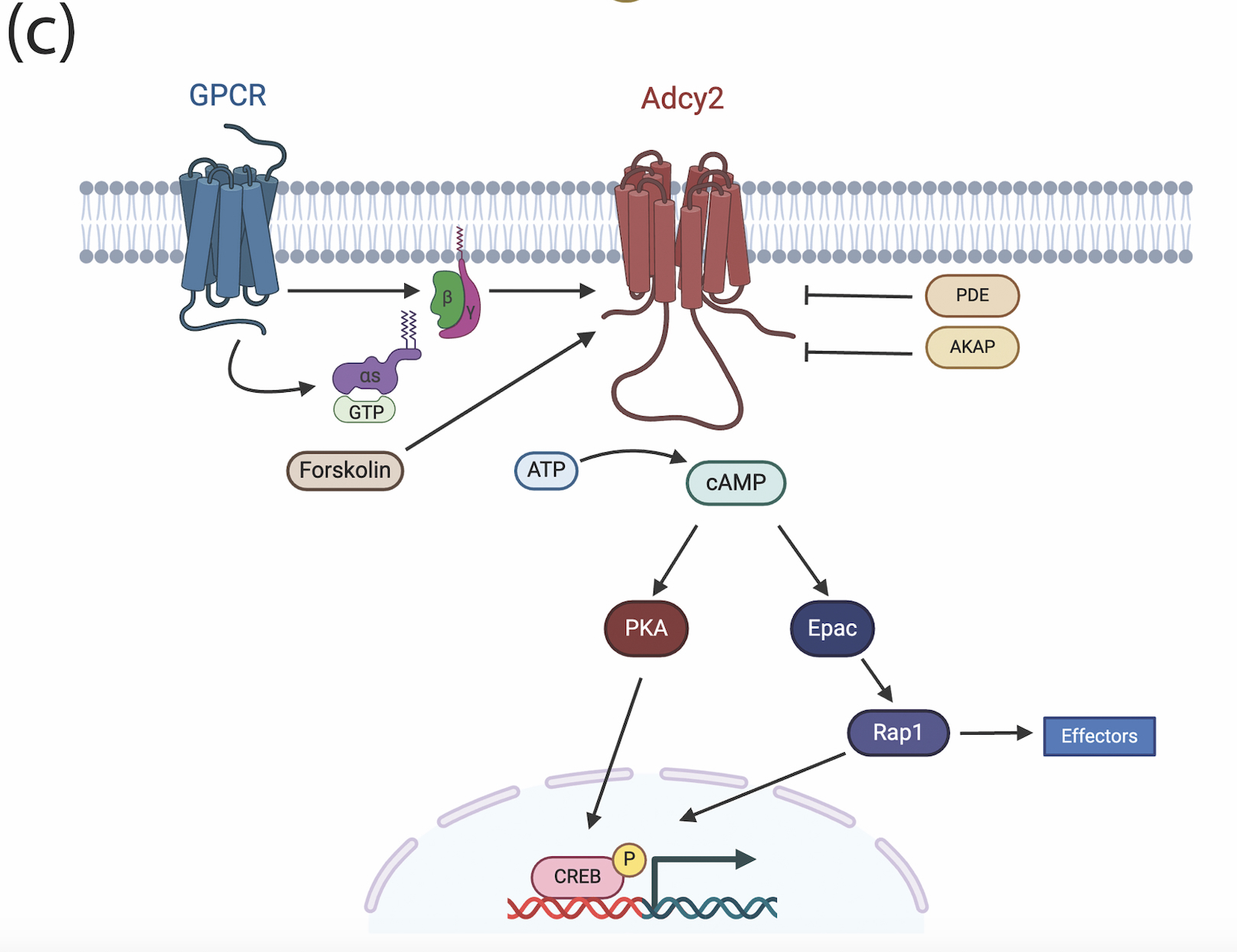 Classical Adcy2 signaling pathways. G protein as well as PDEs and AKAP regulate the production of cAMP, which controls transcription via PKA and/or Epac/Rap1 activity. Rap1 can also interact with downstream effectors directly. Created with BioRender.